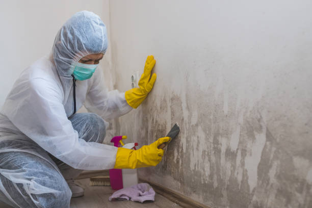 Best Mold Removal Company Near Me  in Chamblee, GA
