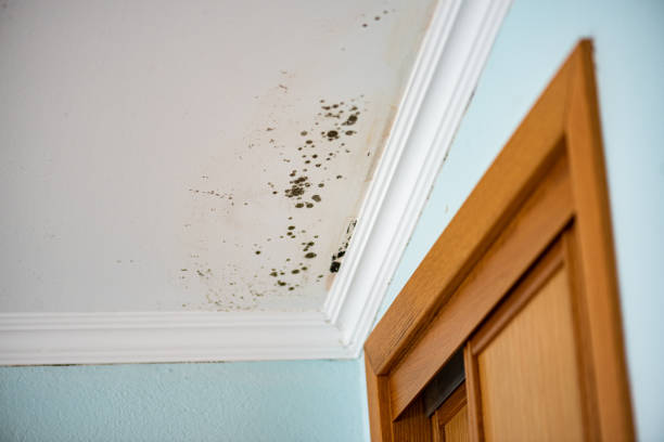 Best Black Mold Removal  in Chamblee, GA