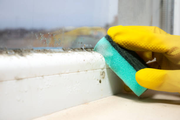 Best Toxic Mold Removal  in Chamblee, GA