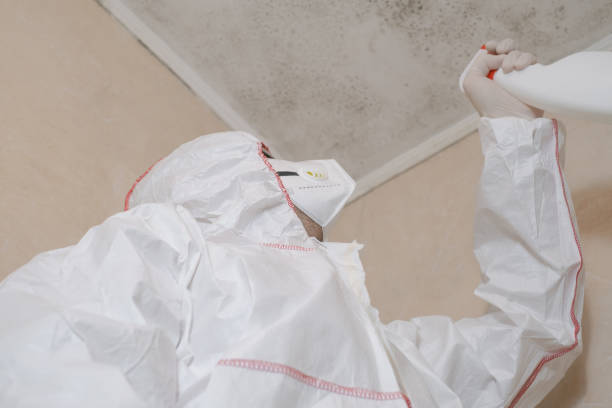 Best Mold Damage Repair  in Chamblee, GA