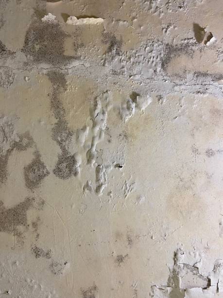  Chamblee, GA Mold Removal Pros