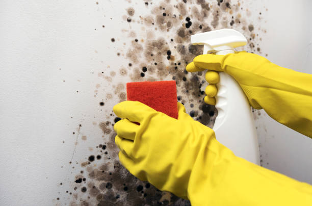 Best Commercial Mold Removal  in Chamblee, GA