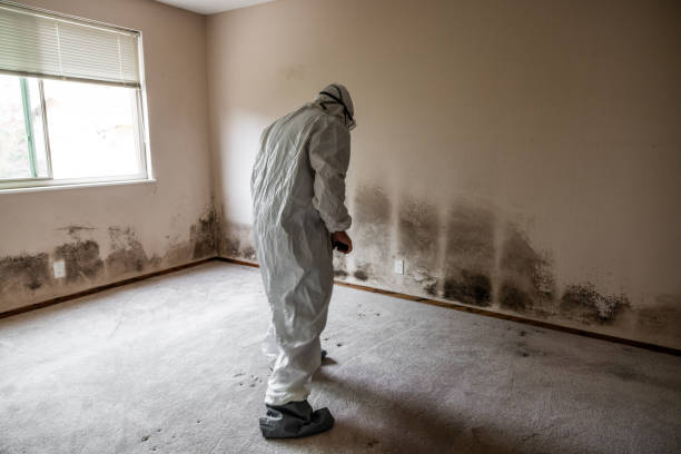 Best Commercial Mold Removal  in Chamblee, GA