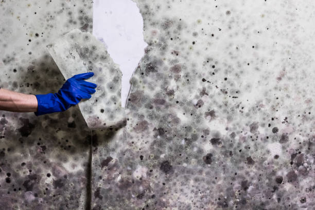 Best Emergency Mold Removal  in Chamblee, GA